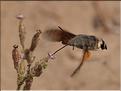 Macroglossum stellatarum