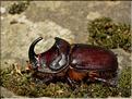 Oryctes nasicornis