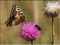 Papilio machaon