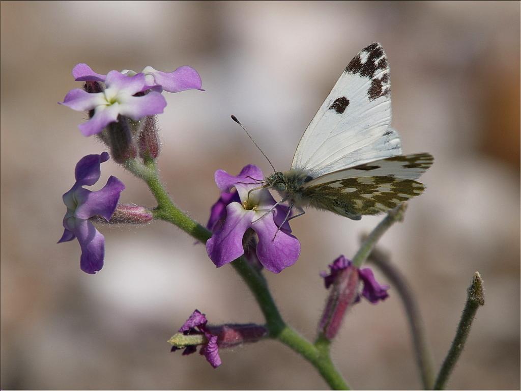 Pontia daplidice sur Matthiola tricuspidata