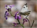 Pontia daplidice sur Matthiola tricuspidata