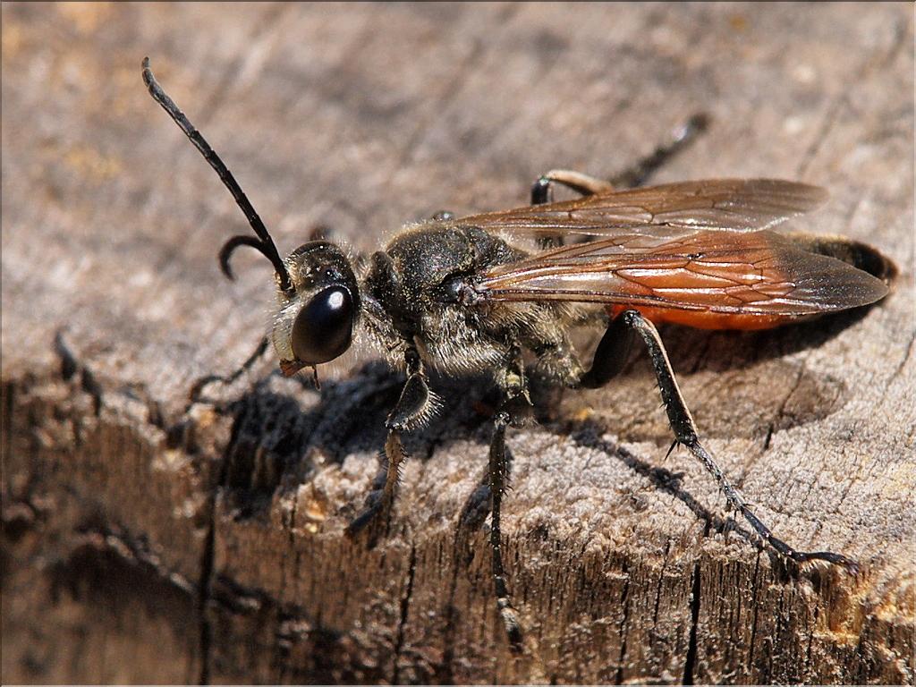 Sphex maxillosus