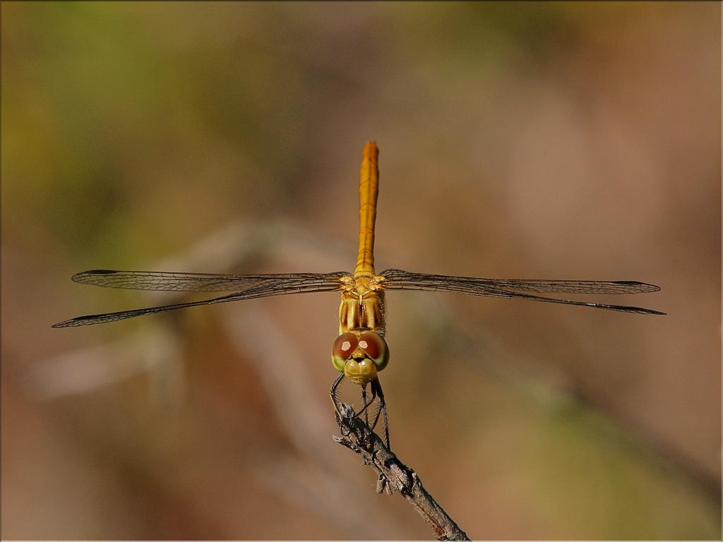 Sympetrum meridionale 1