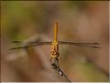 Sympetrum meridionale 1