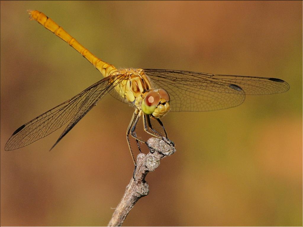 Sympetrum meridionale 2