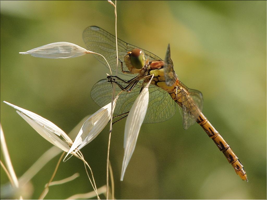 Sympetrum striolatum