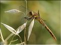 Sympetrum striolatum