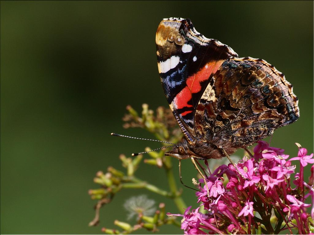 Vanessa atalanta