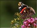 Vanessa atalanta
