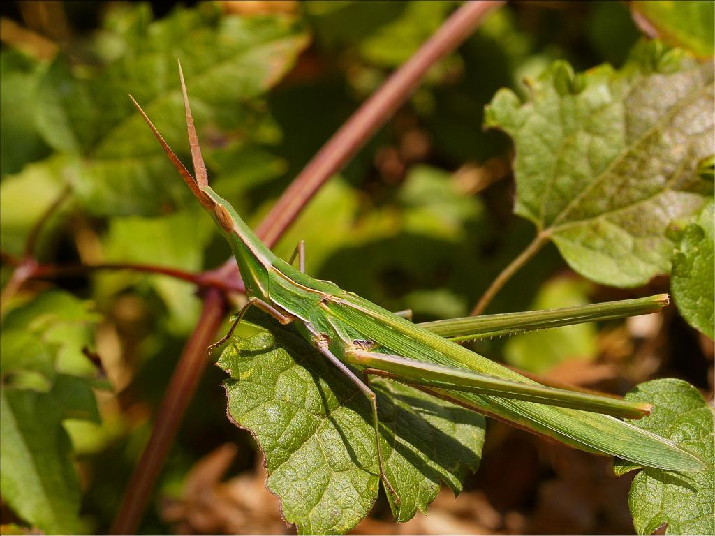Acrida ungarica mediterranea