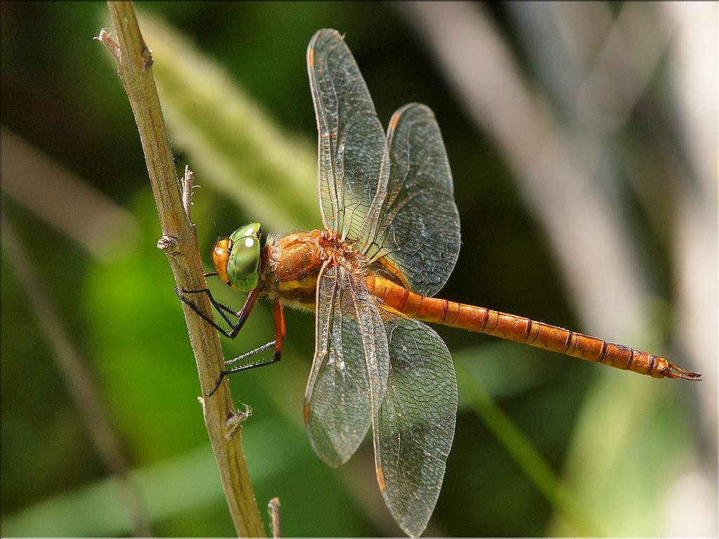 Aeshna isoceles