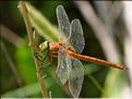 Aeshna isoceles