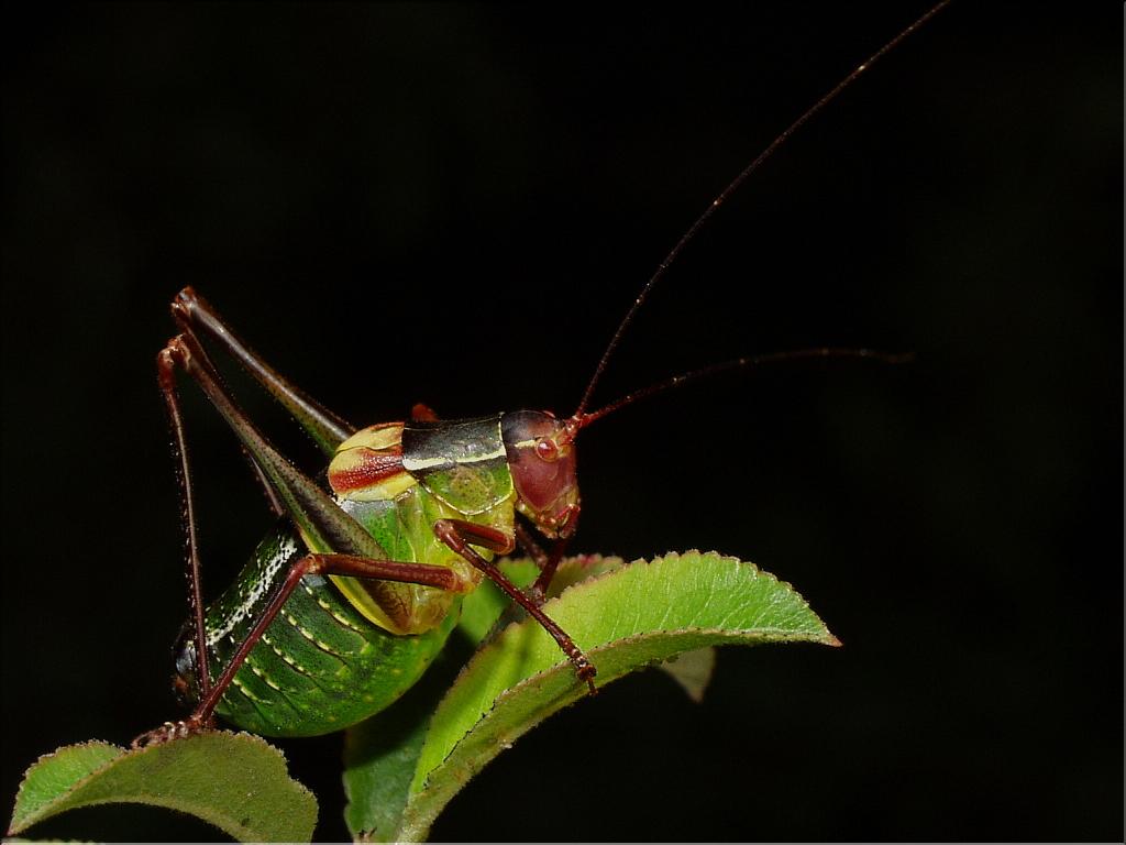 Barbitites fischeri