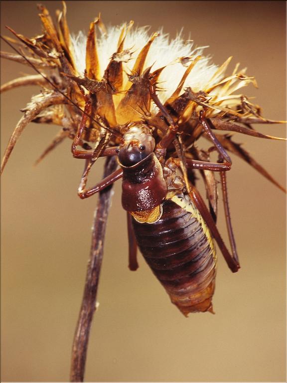 Ephippiger provencialis