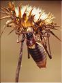 Ephippiger provencialis