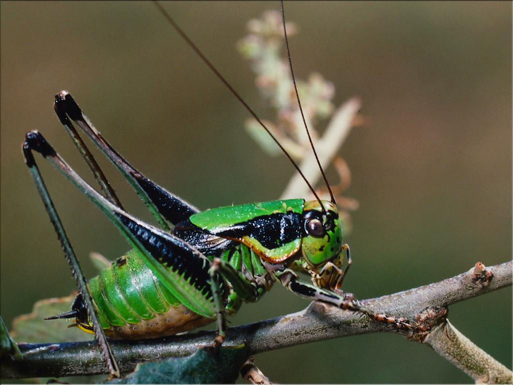 Eupholidoptera chabrieiri