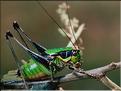 Eupholidoptera chabrieiri