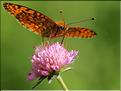 Fabriciana niobe