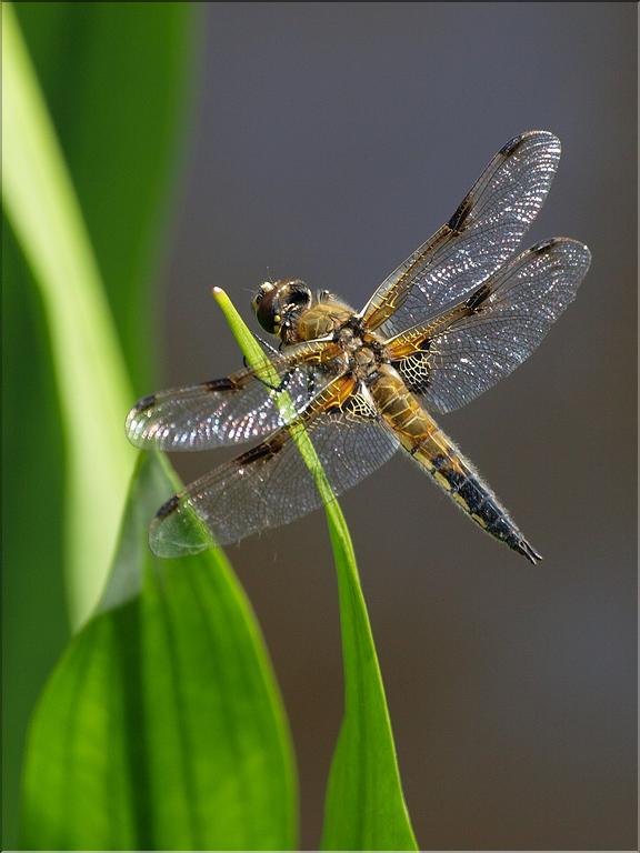 Libellula quadrimaculata
