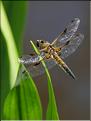 Libellula quadrimaculata
