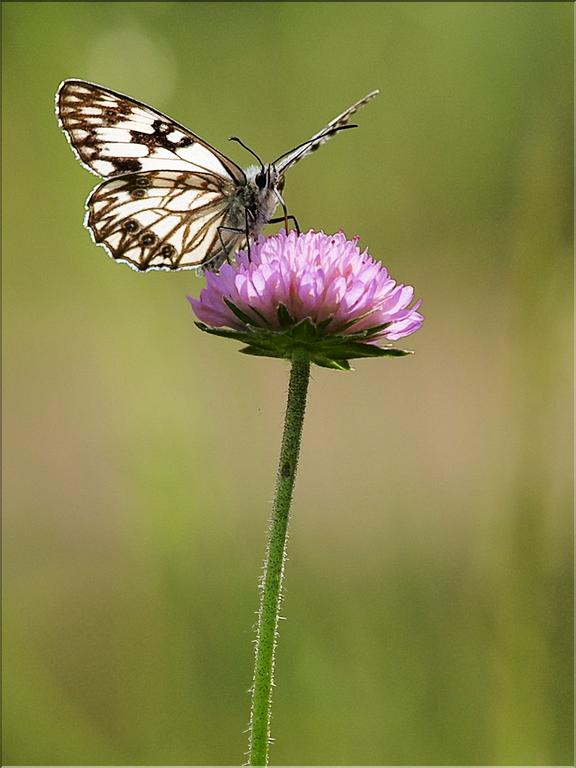 Melanargia occitanica