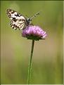 Melanargia occitanica
