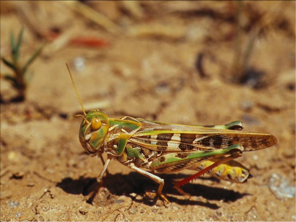 Oedaleus decorus
