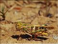 Oedaleus decorus