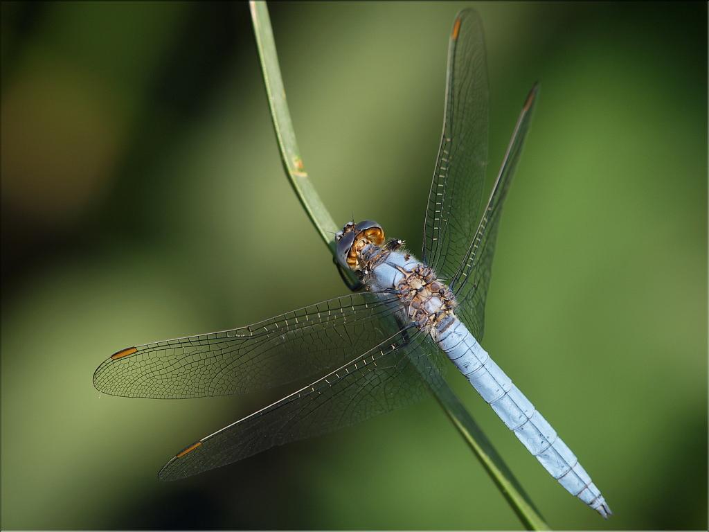 Orthetrum brunneum