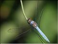Orthetrum brunneum