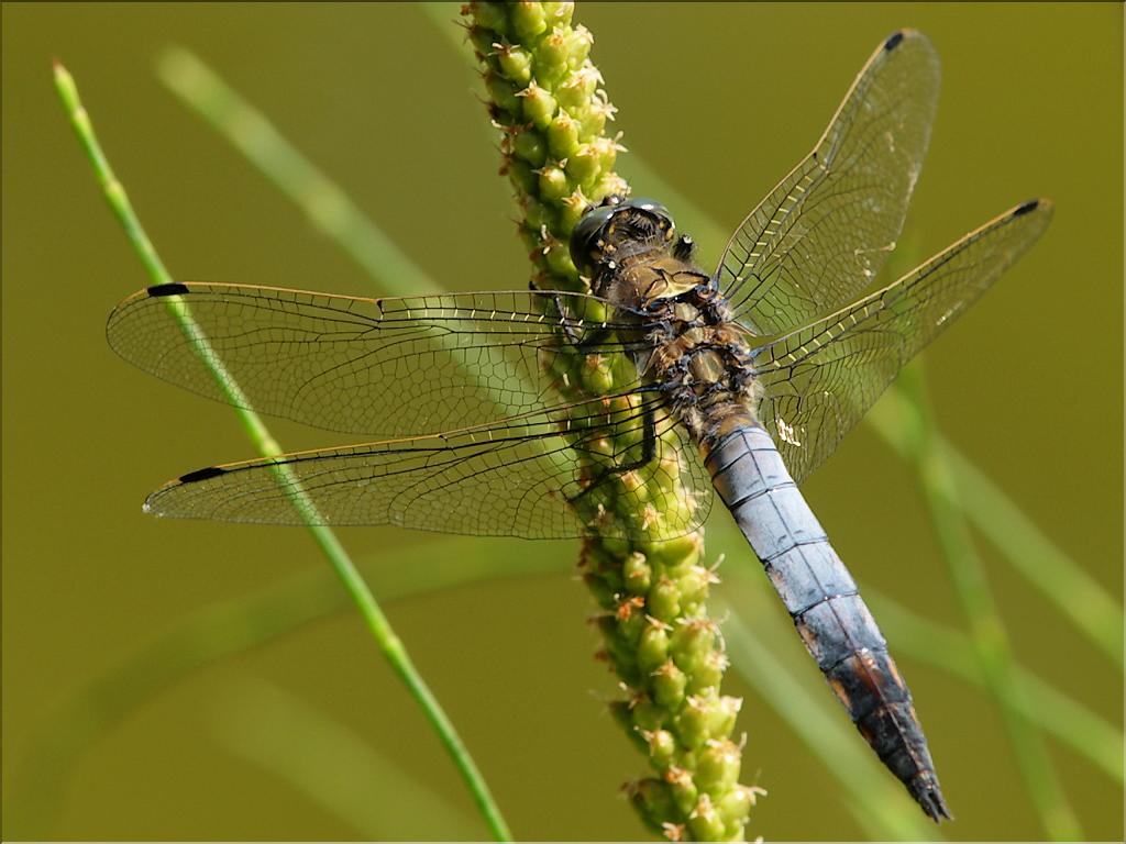 Orthetrum cancellatum