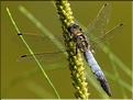 Orthetrum cancellatum
