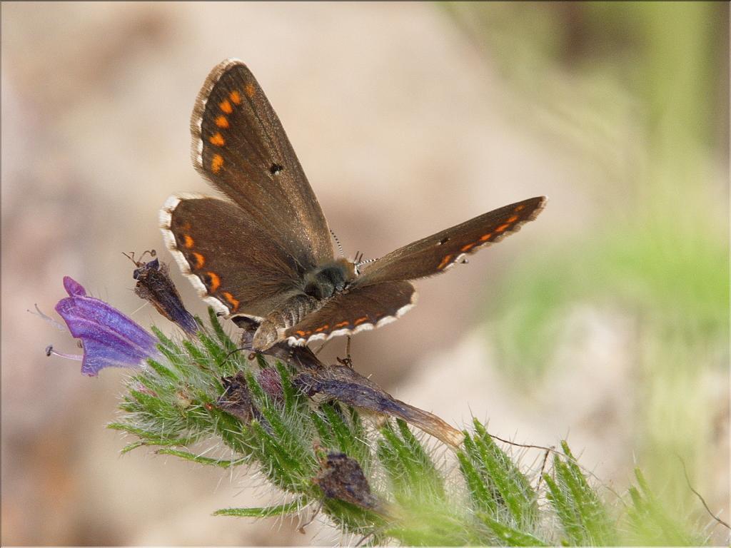 Polyommatus thersites
