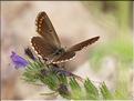 Polyommatus thersites