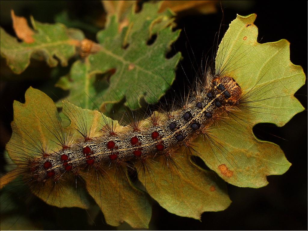 Porthetria dispar (chenille)