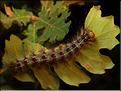 Porthetria dispar (chenille)