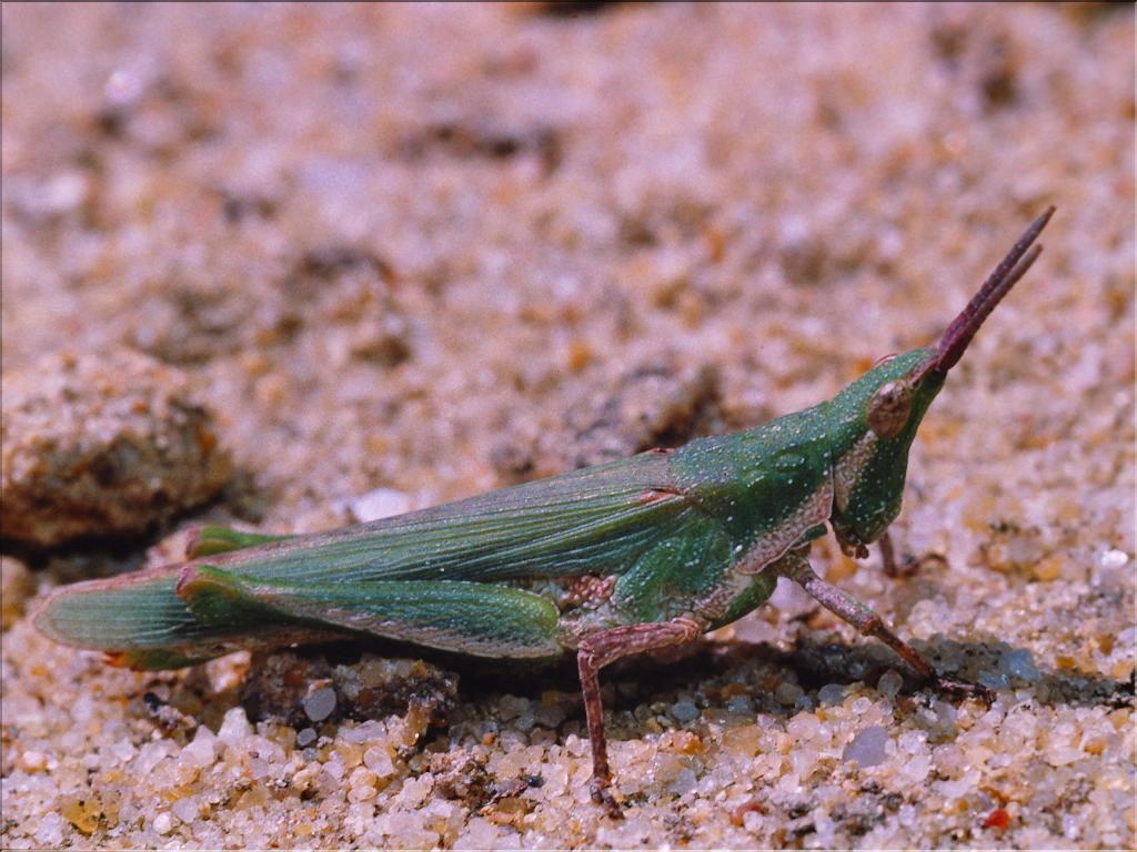 Pyrgomorpha conica