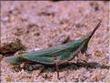 Pyrgomorpha conica