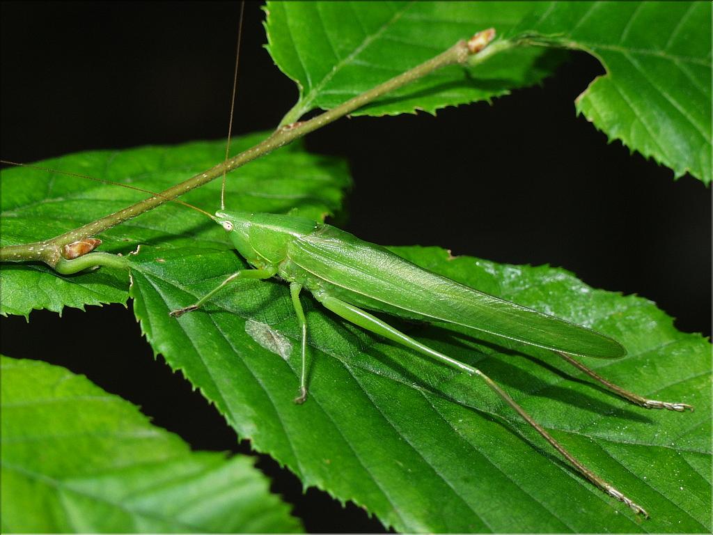 Ruspolia nitidula