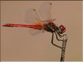 Sympetrum fonscolombii 1