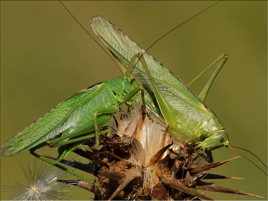 Tettigonia viridissima