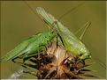 Tettigonia viridissima