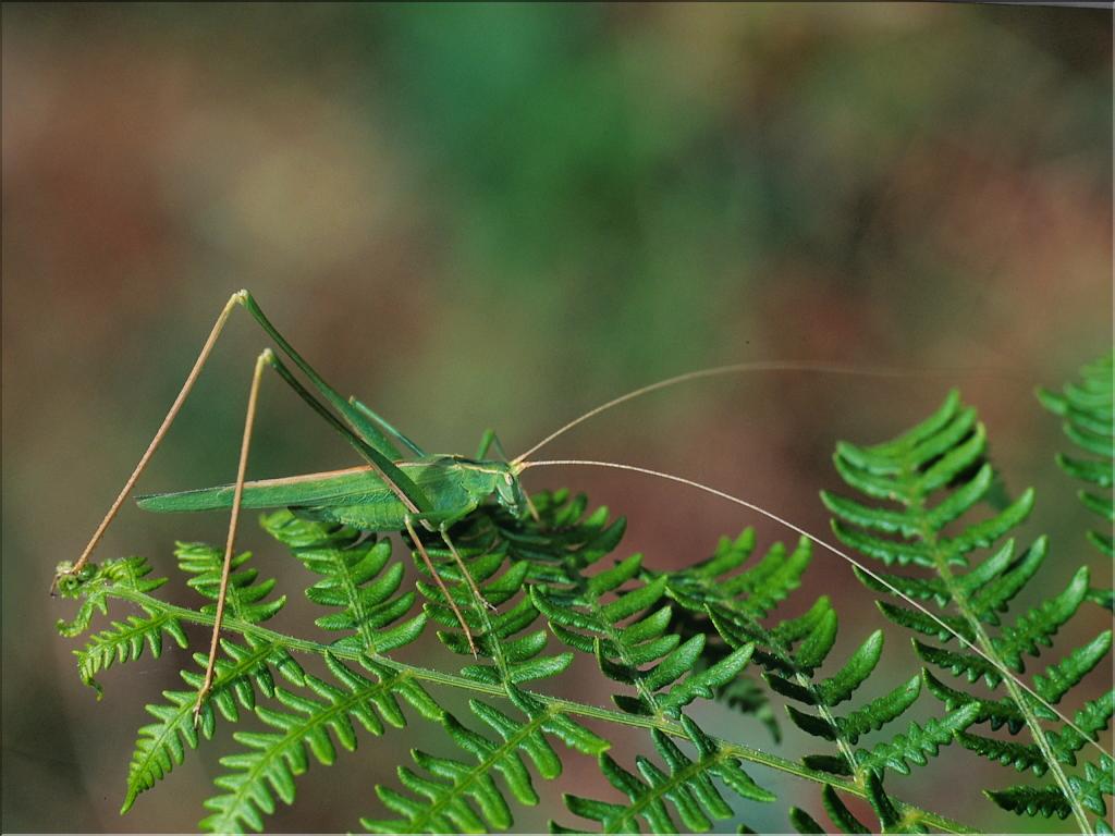 Tylopsis liliifolia