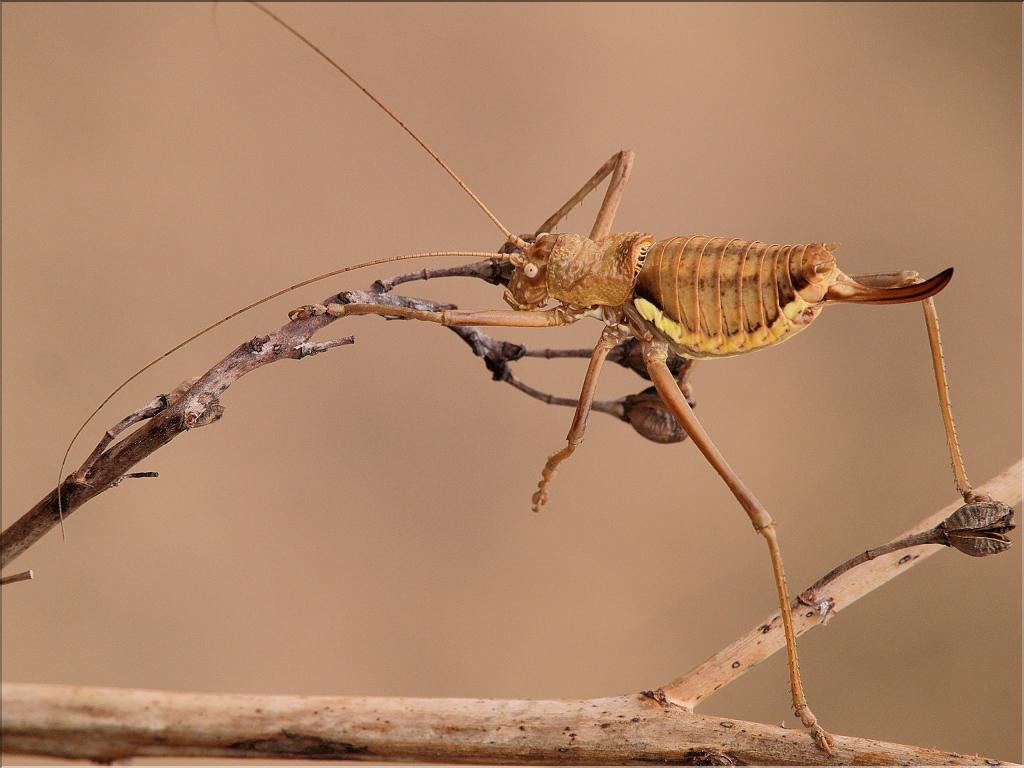 Uromenus brevicollis insularis