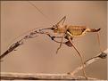 Uromenus brevicollis insularis