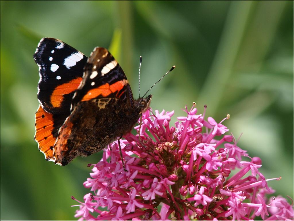 Vanessa atalanta