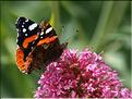 Vanessa atalanta
