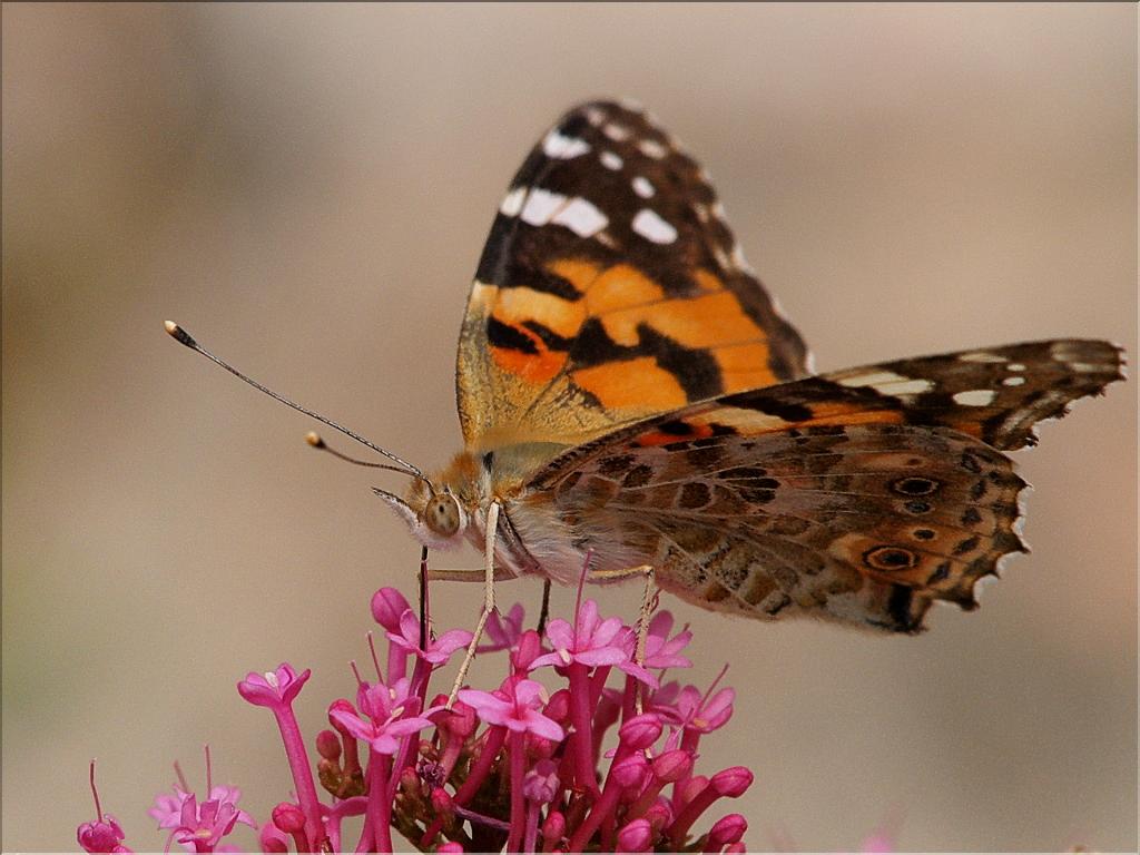 Vanessa cardui