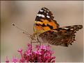 Vanessa cardui