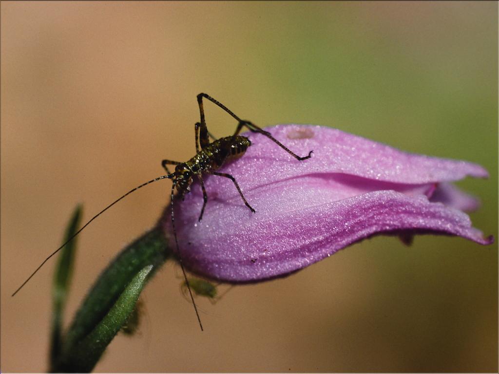 Yersinella raymondi (jeune larve) sur Cephalanthera rubra